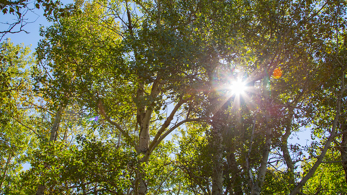 tc-sunny-trees-environment.jpg